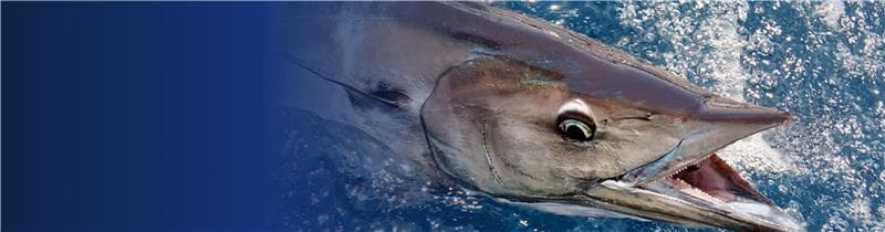 Fishing Techniques Header