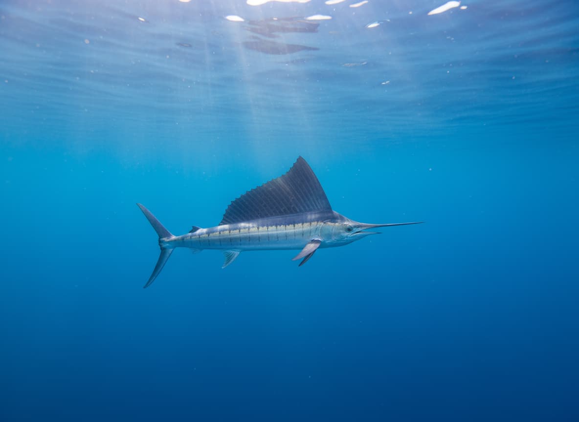 Sailfish